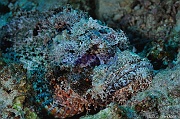 Scorpaenopsis-oxycephalus Rascasse tete plate-Safaga Panomara Reef N-14m-20171123-Denis-ADER-DSC_3655_tn